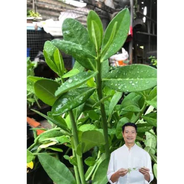 Cây thạch anh ( cây dược liệu ) trong đông y phòng được nhiều bệnh