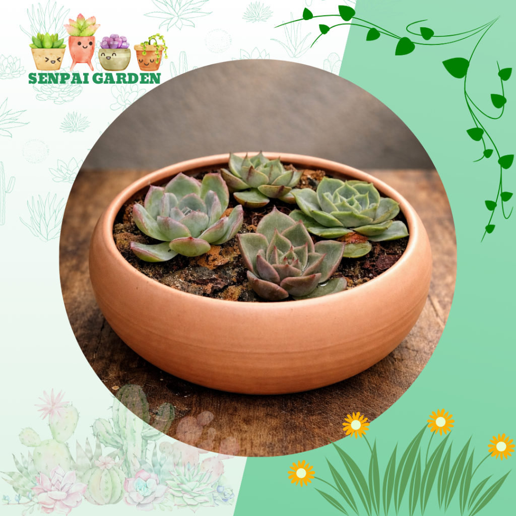 Chậu Sen Đá Mini SENPAI GARDEN, trồng với chậu men sứ deco cực đẹp, nhận về chăm cực dễ, Lỗi 1 Đổi 1