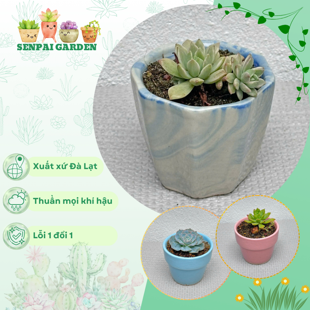 Chậu Sen Đá Mini SENPAI GARDEN, trồng với chậu men sứ deco cực đẹp, nhận về chăm cực dễ, Lỗi 1 Đổi 1