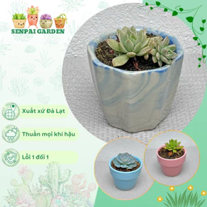 Chậu Sen Đá Mini SENPAI GARDEN, trồng với chậu men sứ deco cực đẹp, nhận về chăm cực dễ, Lỗi 1 Đổi 1