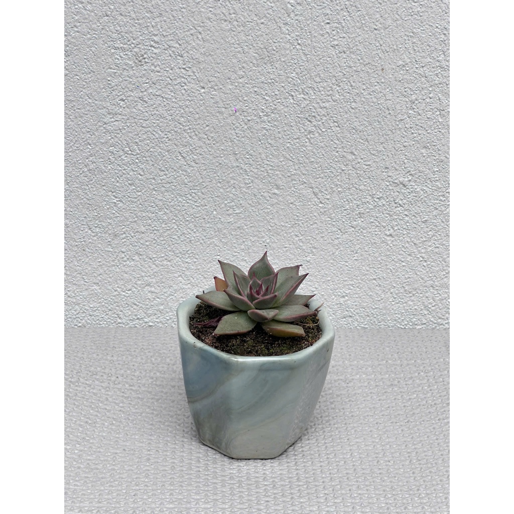 Chậu Sen Đá Mini SENPAI GARDEN, trồng với chậu men sứ deco cực đẹp, nhận về chăm cực dễ, Lỗi 1 Đổi 1