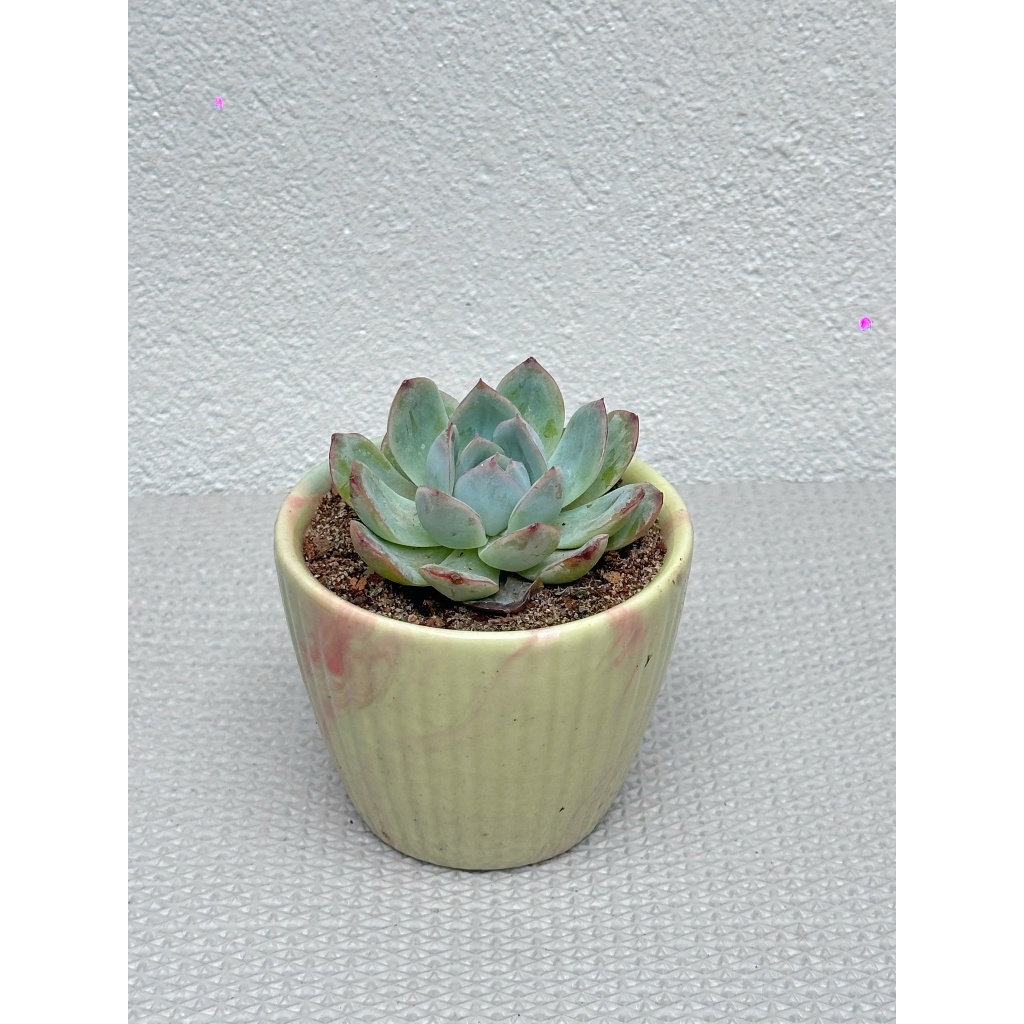 Chậu Sen Đá Mini SENPAI GARDEN, trồng với chậu men sứ deco cực đẹp, nhận về chăm cực dễ, Lỗi 1 Đổi 1