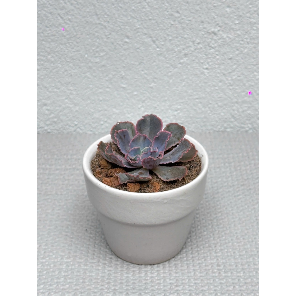Sen Đá Mini 5 Loại Khác Nhau SENPAI GARDEN tặng giá thể, Combo 5 Cây Sen Đá Mini Đẹp, Lỗi 1 Đổi 1