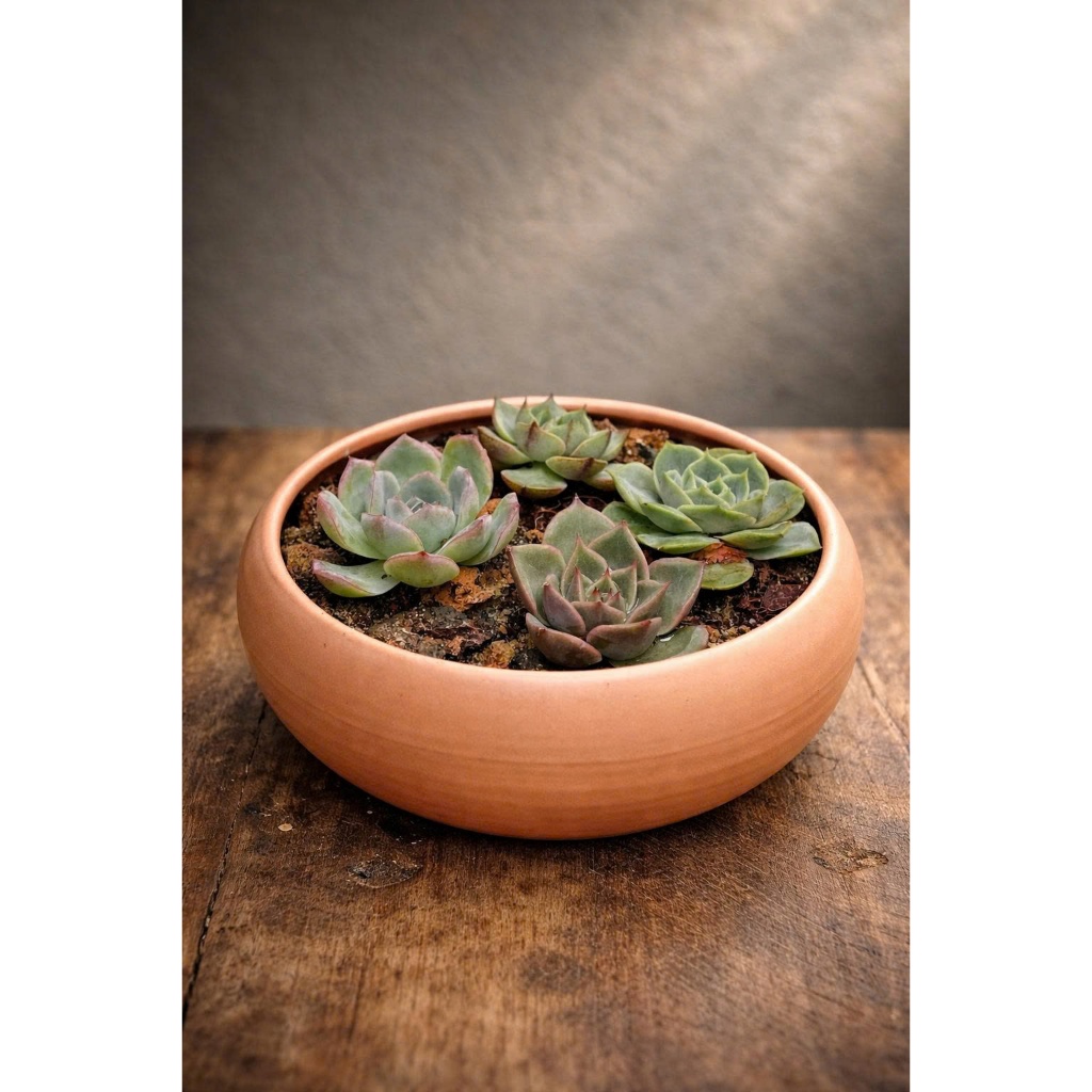 Sen Đá Mini 5 Loại Khác Nhau SENPAI GARDEN tặng giá thể, Combo 5 Cây Sen Đá Mini Đẹp, Lỗi 1 Đổi 1