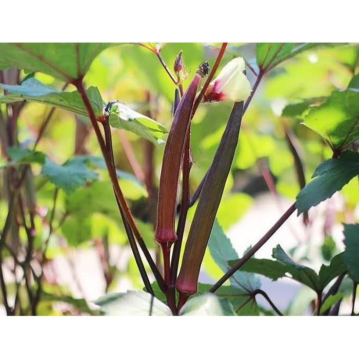 Hạt Giống Đậu Bắp Đỏ F1 - Đậu Bắp Đỏ Trồng Quanh Năm - gói 3Gr，(khoảng 50 hạt)k037