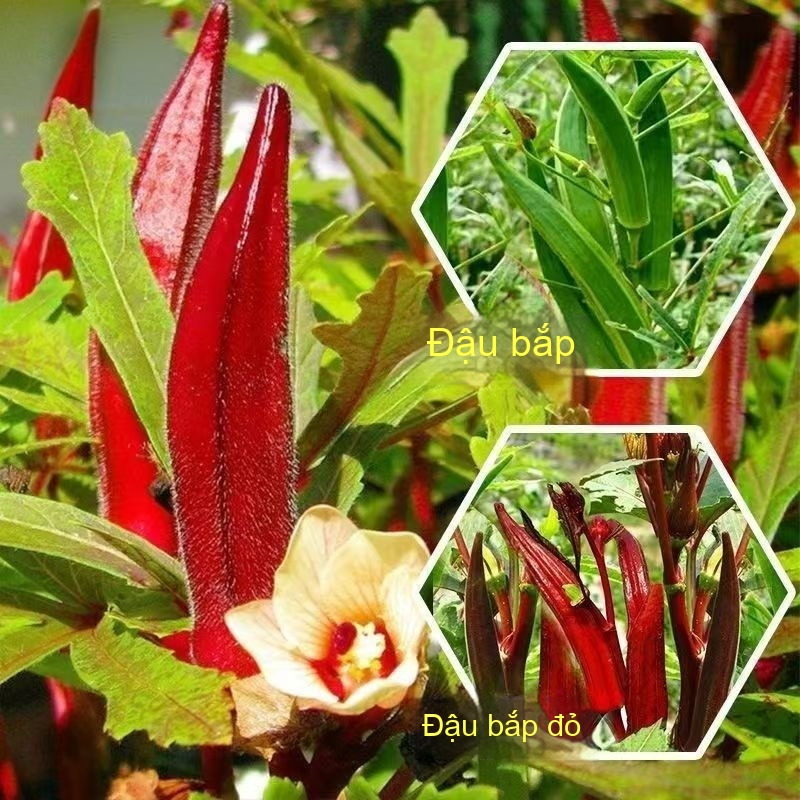Hạt Giống Đậu Bắp Đỏ F1 - Đậu Bắp Đỏ Trồng Quanh Năm - gói 3Gr，(khoảng 50 hạt)k037