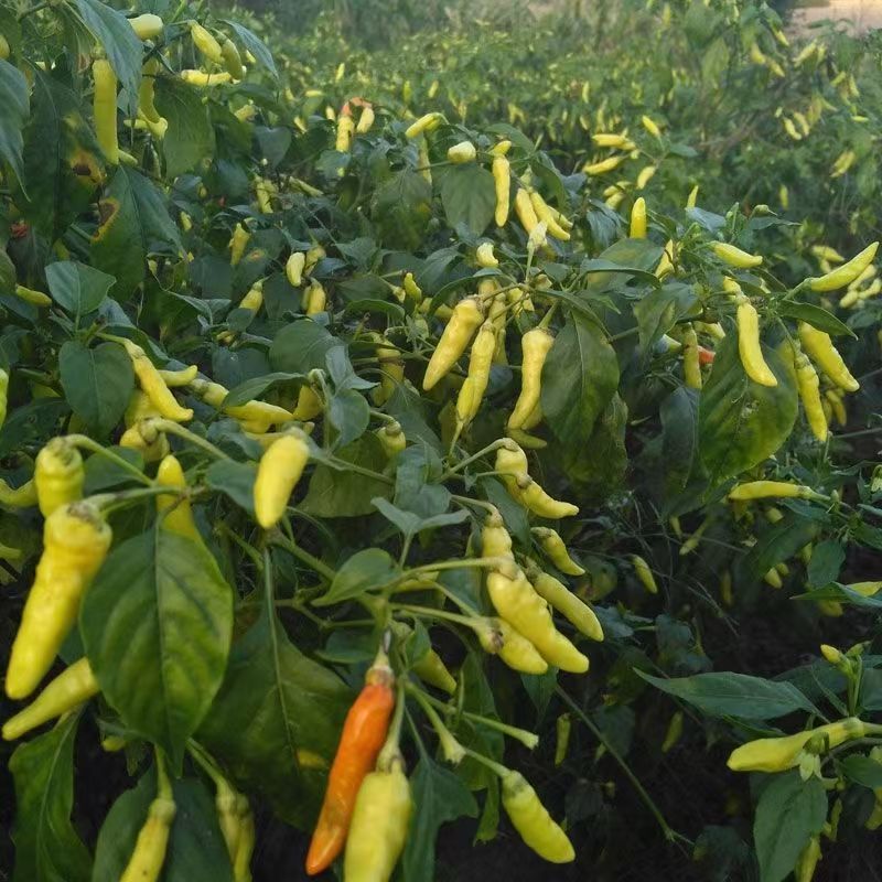 Hạt giống Ớt Huế F1ớt cay S(Gói 100 Hạt) Thơm Ngon, Dễ Trồng, Năng Suất Cao, Trồng Quanh Năm，k038