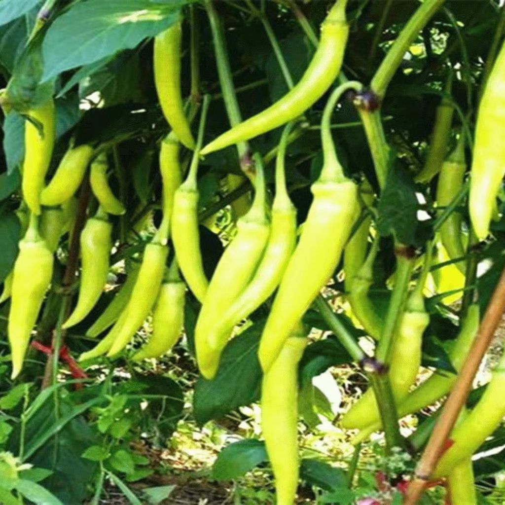 Hạt giống Ớt Huế F1ớt cay S(Gói 100 Hạt) Thơm Ngon, Dễ Trồng, Năng Suất Cao, Trồng Quanh Năm，k038