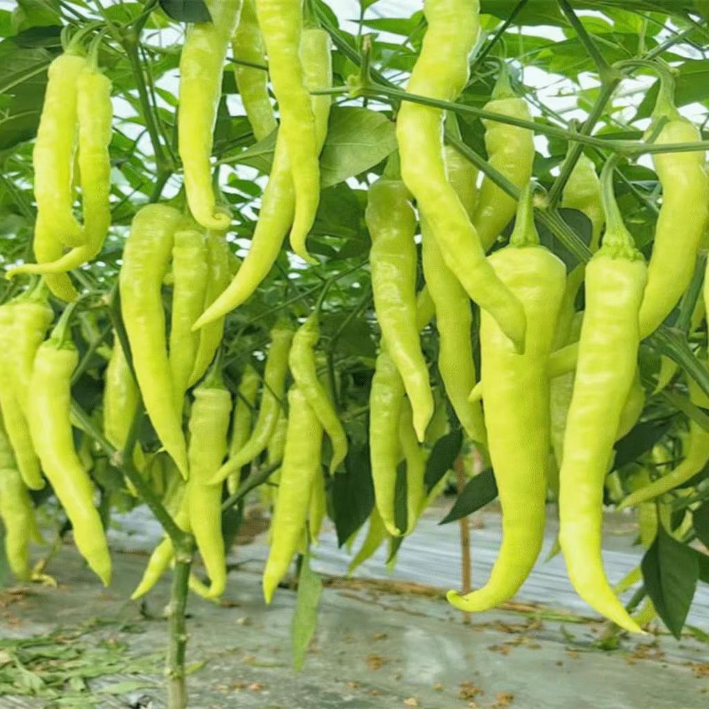 Hạt giống Ớt Huế F1ớt cay S(Gói 100 Hạt) Thơm Ngon, Dễ Trồng, Năng Suất Cao, Trồng Quanh Năm，k038