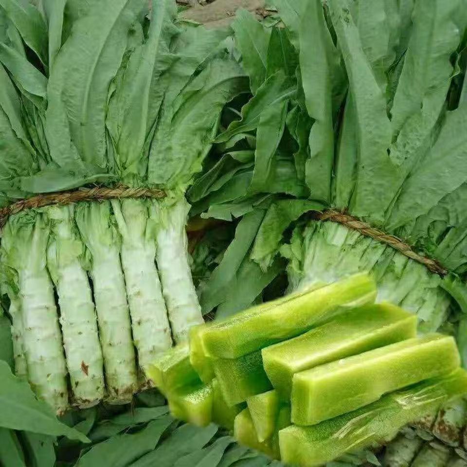 (khoảng 3000 hạt)Hạt giống rau tiến vua (diếp thơm xanh) chịu nhiệt，k039