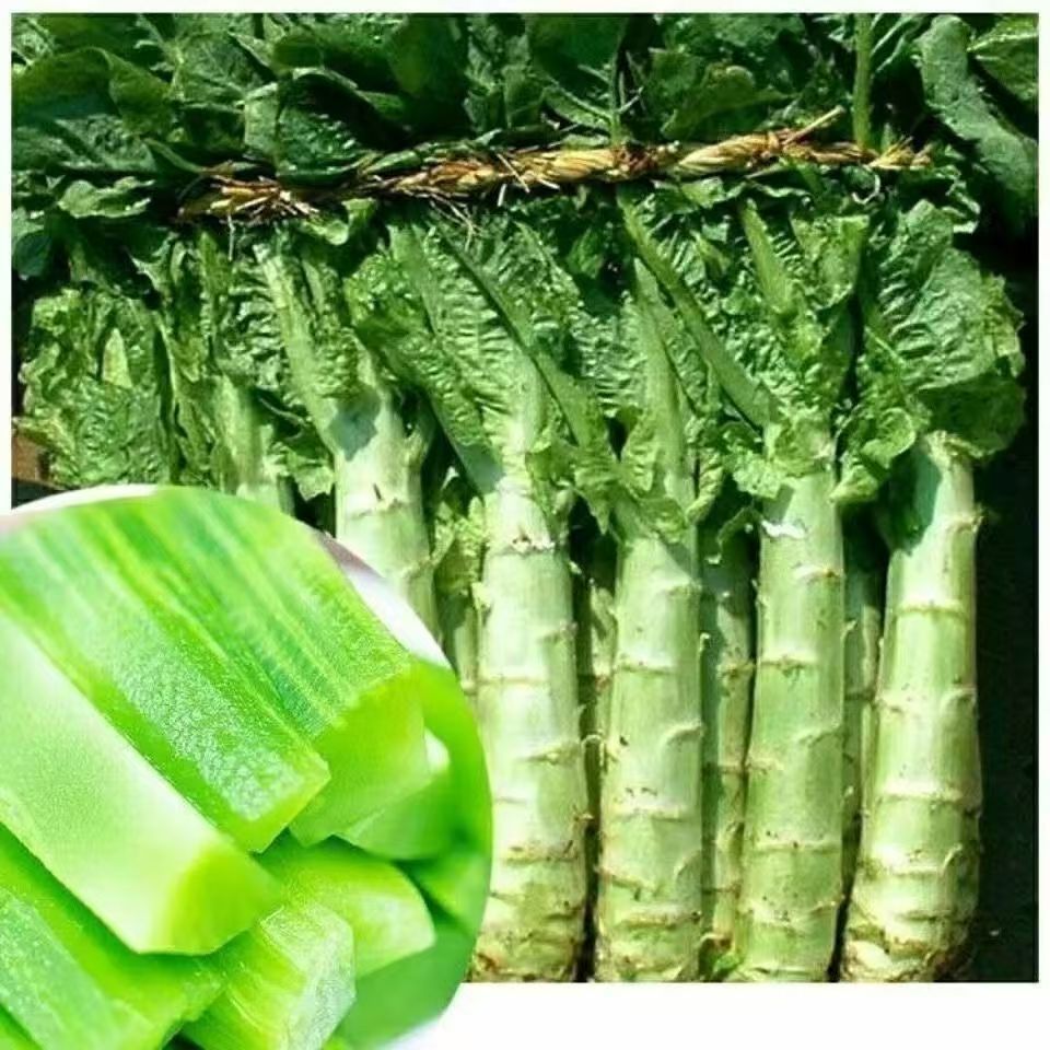 (khoảng 3000 hạt)Hạt giống rau tiến vua (diếp thơm xanh) chịu nhiệt，k039