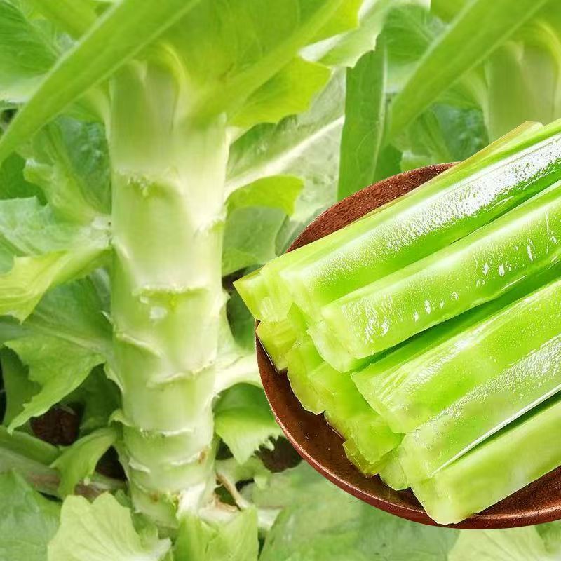 (khoảng 3000 hạt)Hạt giống rau tiến vua (diếp thơm xanh) chịu nhiệt，k039