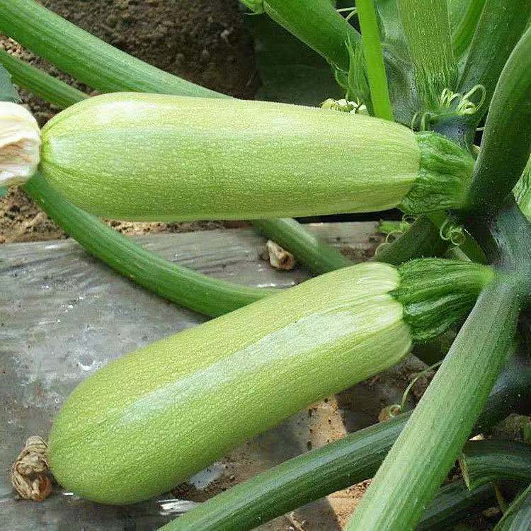 Hạt giống bí ngòi, bí ngồi xanh thơm ngon，5 gram mỗi gói，k040