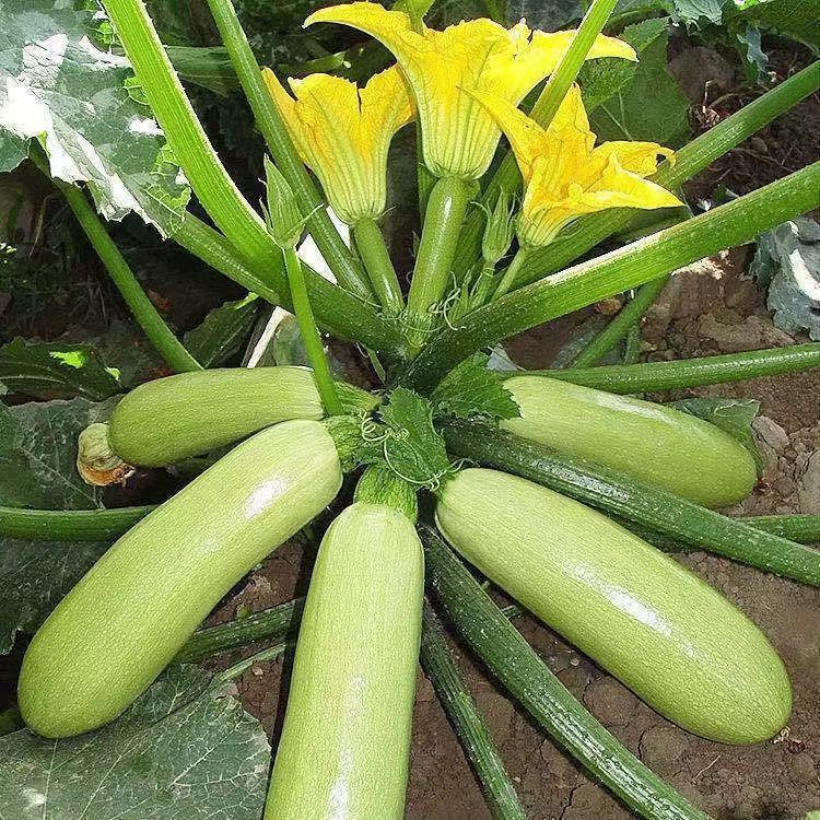 Hạt giống bí ngòi, bí ngồi xanh thơm ngon，5 gram mỗi gói，k040