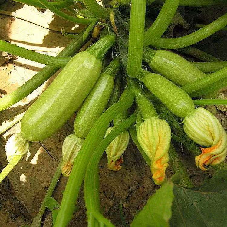 Hạt giống bí ngòi, bí ngồi xanh thơm ngon，5 gram mỗi gói，k040