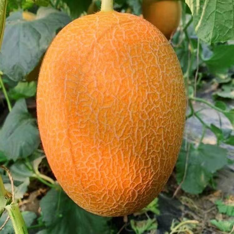 Hạt giống dưa lưới Hami Tân Cương siêu giòn ngọt，k042