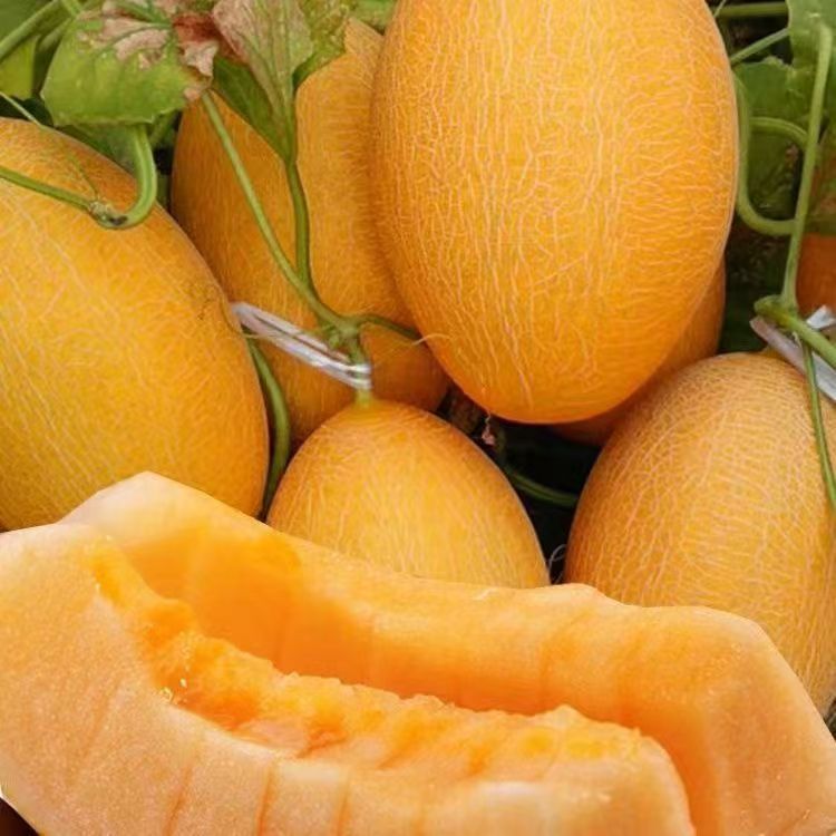 Hạt giống dưa lưới Hami Tân Cương siêu giòn ngọt，k042