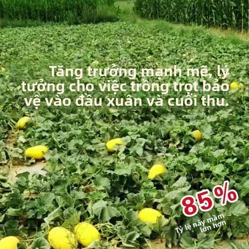 Hạt giống dưa lưới Hami Tân Cương siêu giòn ngọt，k042