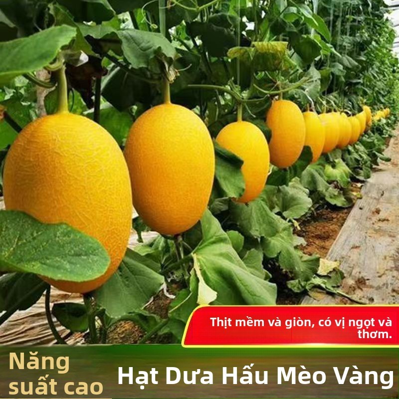 Hạt giống dưa lưới Hami Tân Cương siêu giòn ngọt，k042