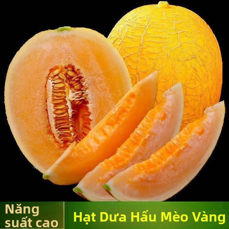 Hạt giống dưa lưới Hami Tân Cương siêu giòn ngọt，k042