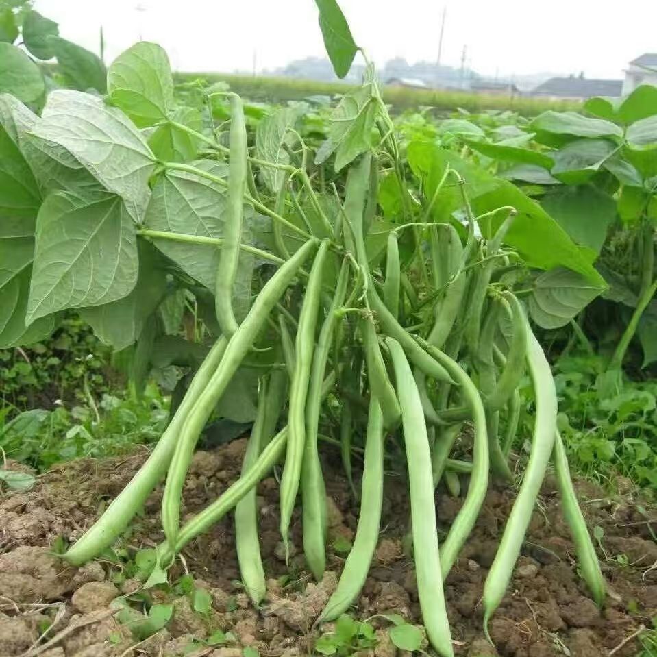 Hạt giống đậu đũa xanh siêu quả，Bao bì gốc 10g，k043