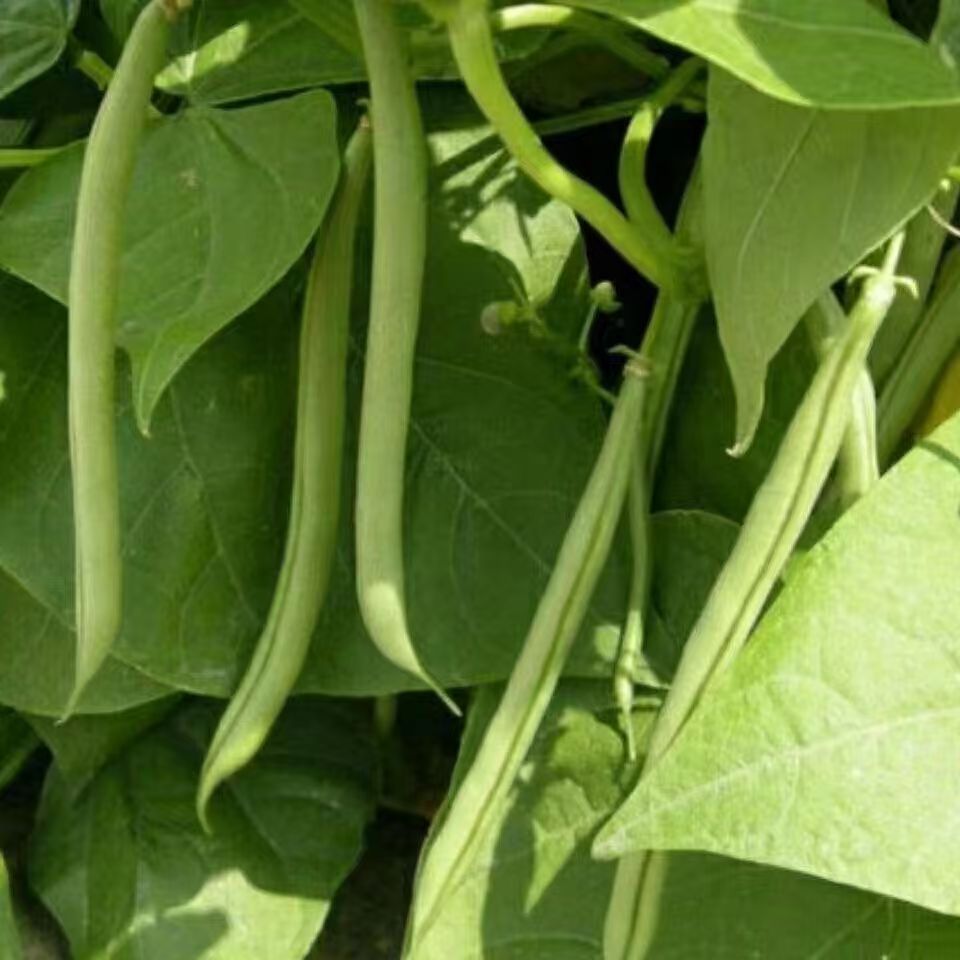 Hạt giống đậu đũa xanh siêu quả，Bao bì gốc 10g，k043