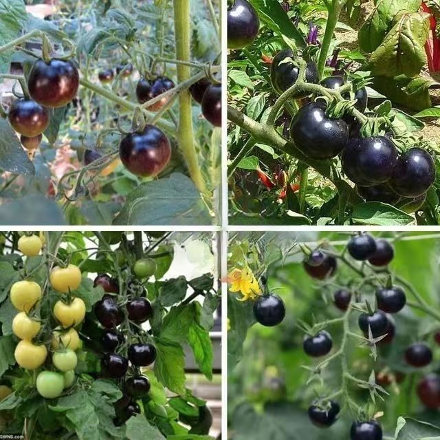 (100 hạt)Hạt giống cà chua cherry ngọc trai đen, giá trị dinh dưỡng cao，Rất ngọt và ngon，k044