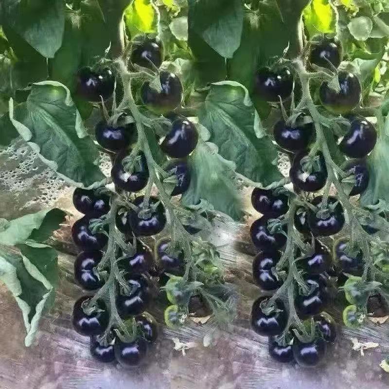 (100 hạt)Hạt giống cà chua cherry ngọc trai đen, giá trị dinh dưỡng cao，Rất ngọt và ngon，k044