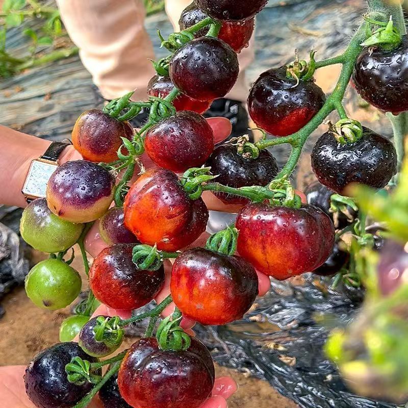 (100 hạt)Hạt giống cà chua cherry ngọc trai đen, giá trị dinh dưỡng cao，Rất ngọt và ngon，k044