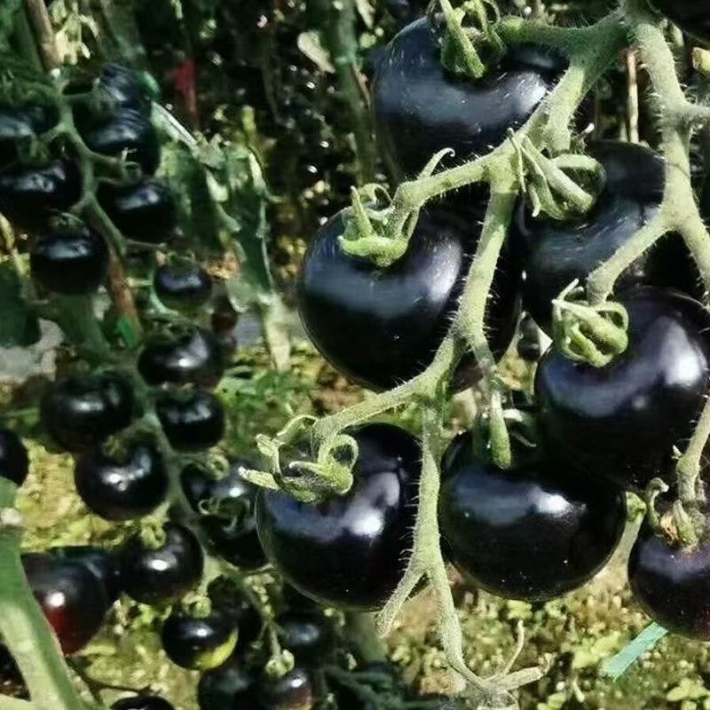 (100 hạt)Hạt giống cà chua cherry ngọc trai đen, giá trị dinh dưỡng cao，Rất ngọt và ngon，k044