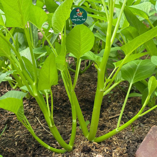 Hạt giống Rau Muống Ba Chạc (Gói 20G) Dễ Trồng, Cây Khỏe, Nhanh Thu Hoạch, Trồng Quanh Năm