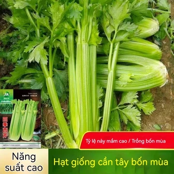 (300 hạt)Hạt giống cần tây Mỹ, cần tây ép nước,k047