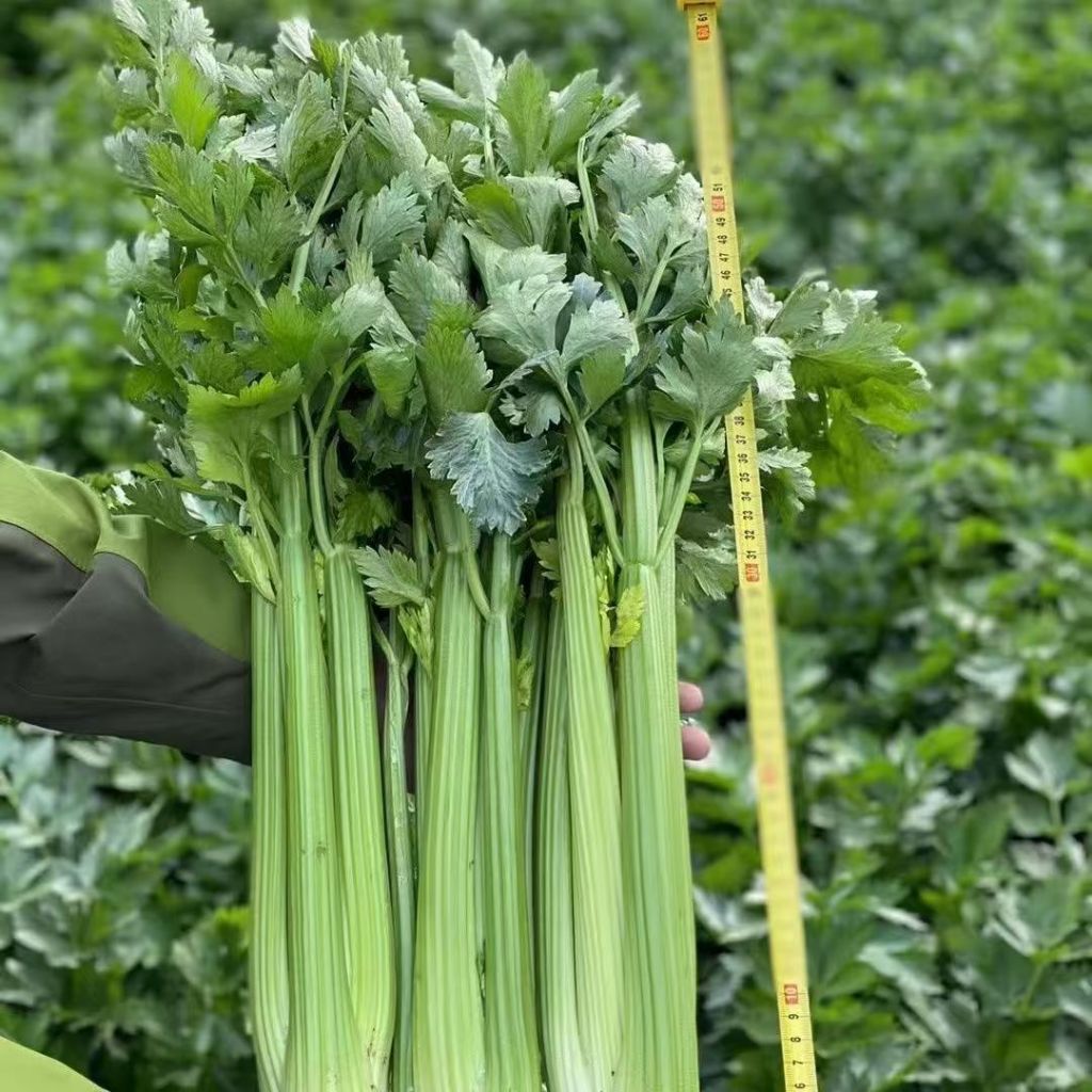 (300 hạt)Hạt giống cần tây Mỹ, cần tây ép nước,k047