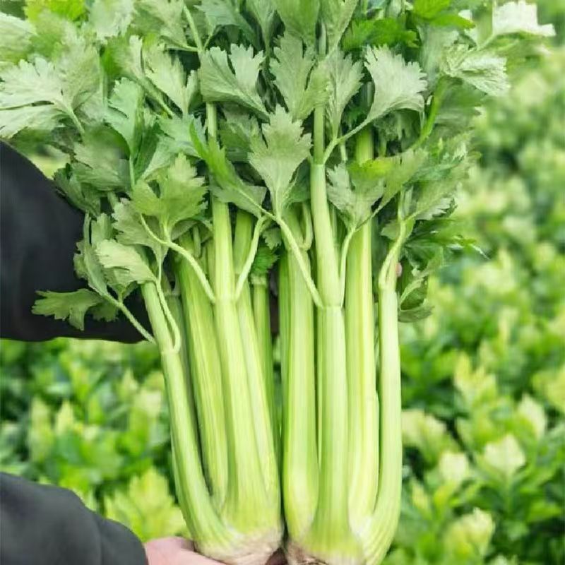 (300 hạt)Hạt giống cần tây Mỹ, cần tây ép nước,k047