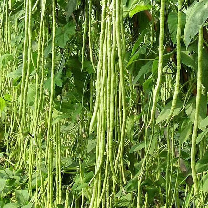 Hạt giống đậu đũa xanh siêu quả。Khoảng 5 gram mỗi gói 30 hạt，k049