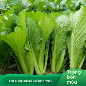 Hạt giống cải bẹ xanh, cải canh thơm ngon，7 gam，k050