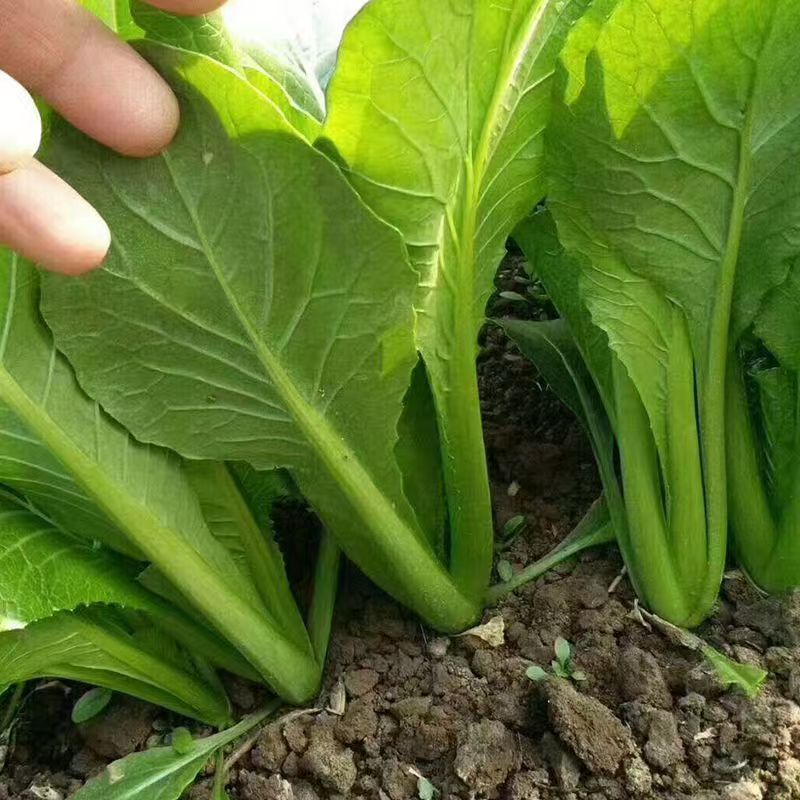 (1500 hạt)Hạt giống cải bẹ xanh, cải canh thơm ngon，7 gam，k050