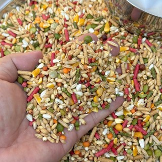 Ngũ Cốc Gà Đá NHƯ TRƯƠNG - Ngũ Cốc 12 Loại Hạt 3 Loại Cám Thức Ăn Cho Gà Chọi, Gà Tre (Bao 5kg/10kg)