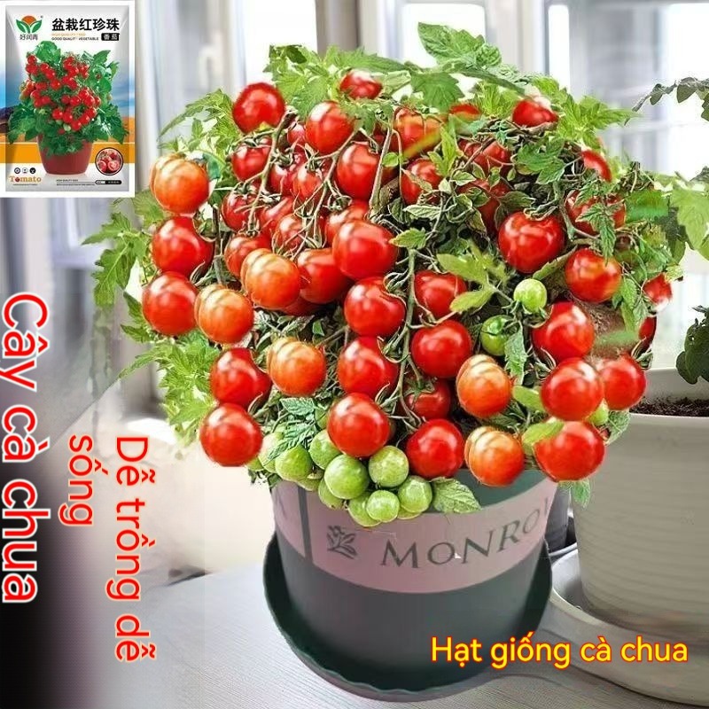 (100 viên)Hạt giống cà chua bi lùn chịu nhiệt，k051