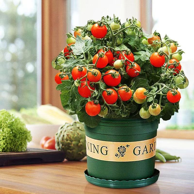 (100 viên)Hạt giống cà chua bi lùn chịu nhiệt，k051