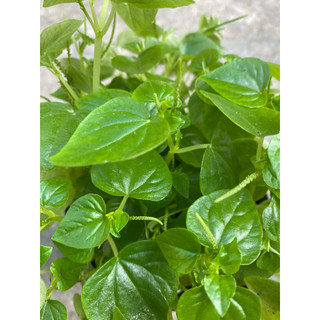 Chậu rau càng cua xanh tốt- giàu dinh dưỡng