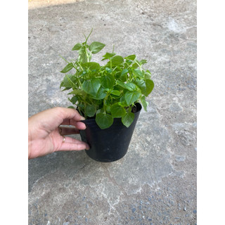 Chậu rau càng cua xanh tốt- giàu dinh dưỡng