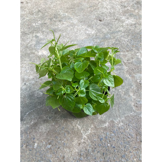 Chậu rau càng cua xanh tốt- giàu dinh dưỡng