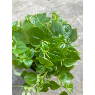 Chậu rau càng cua xanh tốt- giàu dinh dưỡng