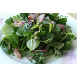 Chậu rau càng cua xanh tốt- giàu dinh dưỡng