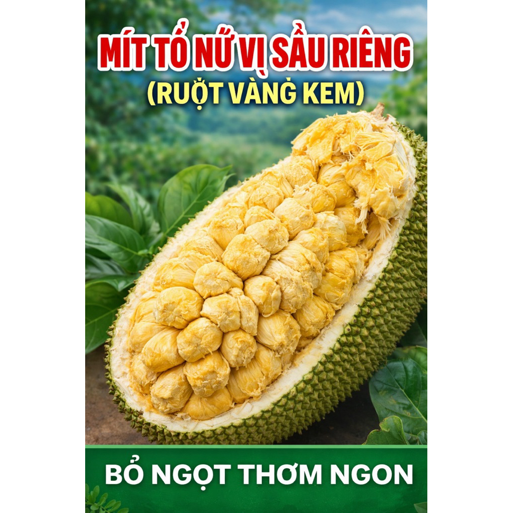 CÂY GIỐNG MÍT TỐ NỮ VỊ SẦU RIÊNG – RUỘT VÀNG KEM, THƠM NGẬY.