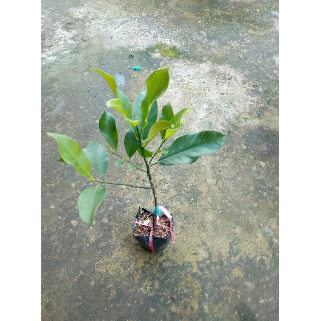 CÂY GIỐNG MÍT TỐ NỮ VỊ SẦU RIÊNG – RUỘT VÀNG KEM, THƠM NGẬY.