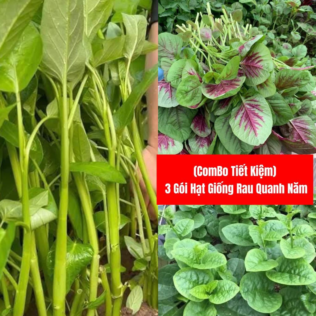 { Siêu Tiết Kiệm } Combo 3 Rau Hạt Giống Rau Ăn Lá Dễ Trồng, Mồng Tơi, Rau Muống, Rau Dền Nhanh Thu Hoạch Quanh Năm
