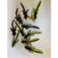 Mồi mềm nòng nọc ếch mùi tanh chuyên câu lure dài 8cm nặng 3.8g Thích hợp lưỡi size 4cm
