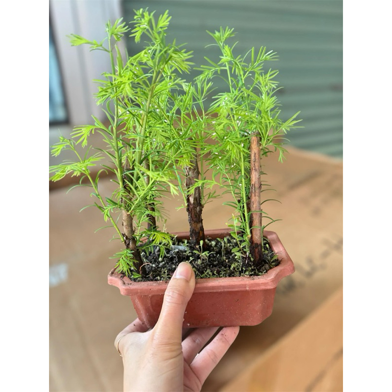 Thuỷ Sam Metasequoia trồng thuỷ canh,bán cạn